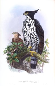 Blyths Habichtsadler Nisaetus alboniger (Gmelin) von John Gould