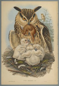 Bubo Maximus: Eule