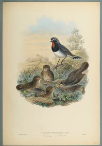 Rubinkehlchen von John Gould