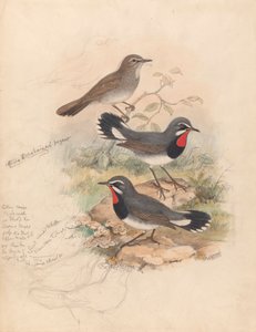 Calliope Tschebaiewi, Prjev. von John Gould