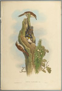 Gartenbaumläufer von John Gould