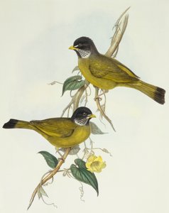 Halsbandbülbül (Spizixos semitorques), Gravur von John Gould von John Gould
