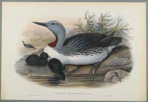 Sterntaucher