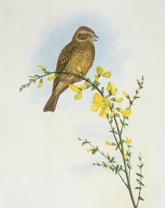 Rohrammer (Emberiza calandra), Gravur von John Gould von John Gould
