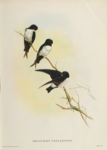 Delichon nipalensis, aus 
