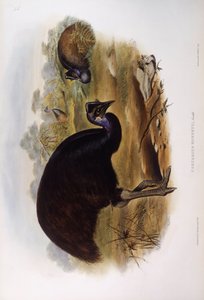 Zwergkasuar (Casuarius bennetti), Gravur von John Gould