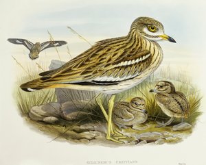 Eurasischer Dickknopf (Burhinus oedicnemus), Gravur von John Gould