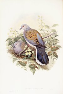 Turteltaube (Streptopelia turtur), Gravur von John Gould