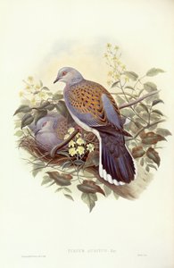 Turteltaube (Streptopelia turtur), Gravur von John Gould