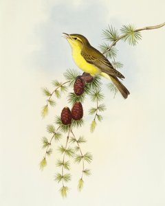 Schnäpper (Ficedula hypolaris)