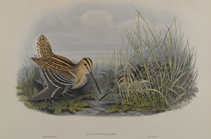 Großer Schnepfe