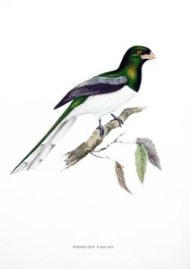 Riesentrogon, Vogel aus Indien, Gravur aus dem Buch von John Gould (1804-1881) "Tropische Vögel" von John Gould