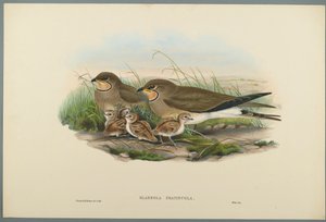 Rotschwanzrennvogel