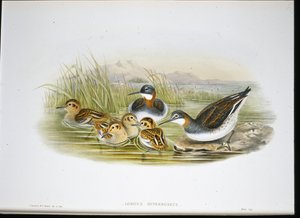Glanzibis (Falcinellus Igneus) von John Gould