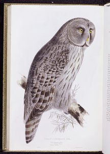 Große Graueule, aus "The Birds of Great Britain" (1862-73) von John Gould