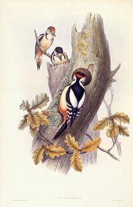 Buntspecht (Dendrocopos major), Gravur von John Gould von John Gould
