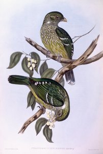 Grüner Katzenvogel (Ailuroedus crassirostris), Gravur von John Gould