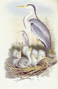 Graureiher (Ardea cinerea), Gravur von John Gould
