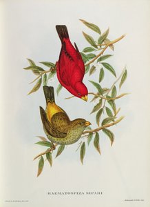 Haematospiza Sipahi, Illustration aus 