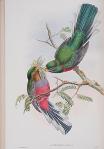 Hapaloderma Narina, Tafel aus Die Vögel von Großbritannien von John Gould, veröffentlicht 1862-73