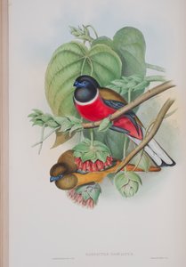 Harpactes Fasciatus, Tafel aus Die Vögel von Großbritannien von John Gould, veröffentlicht 1862-73