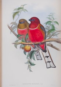 Harpactes Hodgsoni, Tafel aus Die Vögel von Großbritannien von John Gould, veröffentlicht 1862-73