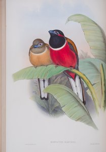 Harpactes Kasumba, Tafel aus Die Vögel von Großbritannien von John Gould, veröffentlicht 1862-73