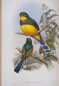 Harpactes Reinwardti, Tafel aus Die Vögel von Großbritannien von John Gould, veröffentlicht 1862-73
