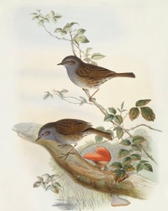 Heckenbraunelle (Prunella modularis), Gravur von John Gould