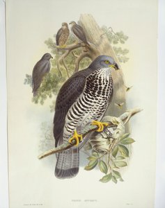 Wespenbussard (Pernis apivorus)