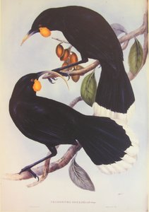 Huia-Paar Illustration