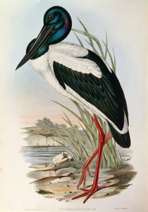 Illustration aus John Goulds "The Birds of Australia" darstellend Schwarzhalstorch Ephippiorhynchus asiaticus von John Gould