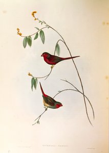 Illustration aus John Goulds "The Birds of Australia" darstellend Scharlachfink Neochmia phaeton, kolorierte Gravur von John Gould