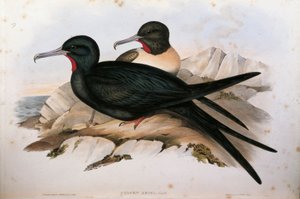 Illustration aus John Goulds "The Birds of Australia" darstellend Lesser Fregattenvogel Fregata ariel, von Oscar Dressler von John Gould