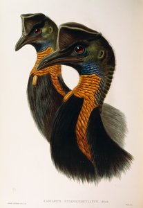 Illustration aus John Goulds "The Birds of Australia" darstellend Nördlicher Kasuar Casuarius unappendiculatus, von Oscar Dressler von John Gould