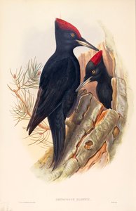 Illustration aus John Goulds "The Birds of Great Britain" darstellend Schwarzspechte