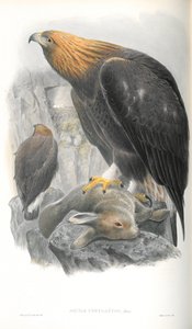 Illustration des Steinadlers von John Gould