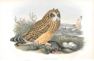 Illustration von Brachyotus Palustris (Sumpfohreule)