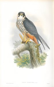 Illustration des Baumfalken von John Gould