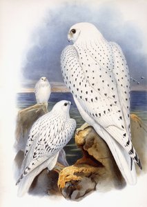 Illustration von Falken, 1873