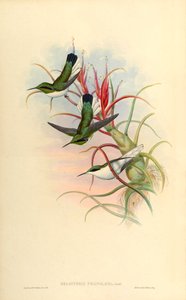 Illustration von Heliothrix phainolaema (= Heliothryx auritus phainolaemus) (Kolibri) auf Tillandsia bulbosa (Bromelie)