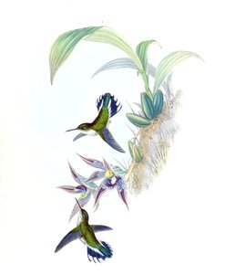 Illustration von Phlogophilus hemileucurus auf Paphinia cristata (Orchidee) von John Gould