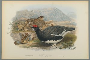 Alpenschneehuhn, Sommerkleid von John Gould