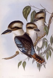 Lachender Hans (Dacelo novaeguineae), Gravur von John Gould von John Gould