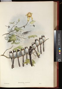 Schwanzmeise von John Gould