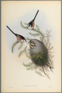 Schwanzmeise von John Gould