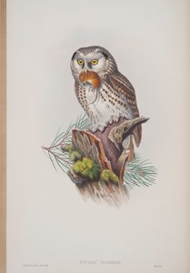 Nyctale Tengmalmi, Tafel aus Die Vögel von Großbritannien von John Gould, veröffentlicht 1862-73