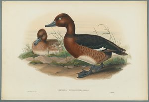 Moorente von John Gould