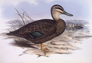 Pazifische Schwarze Ente (Anas superciliosa)