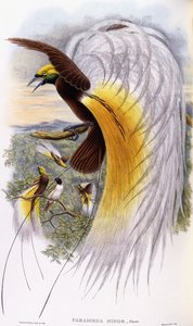 Paradisaea Minor